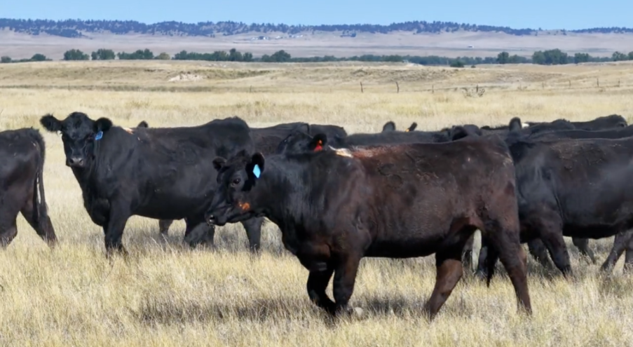 297 Head of Bred Heifers-BH908C5